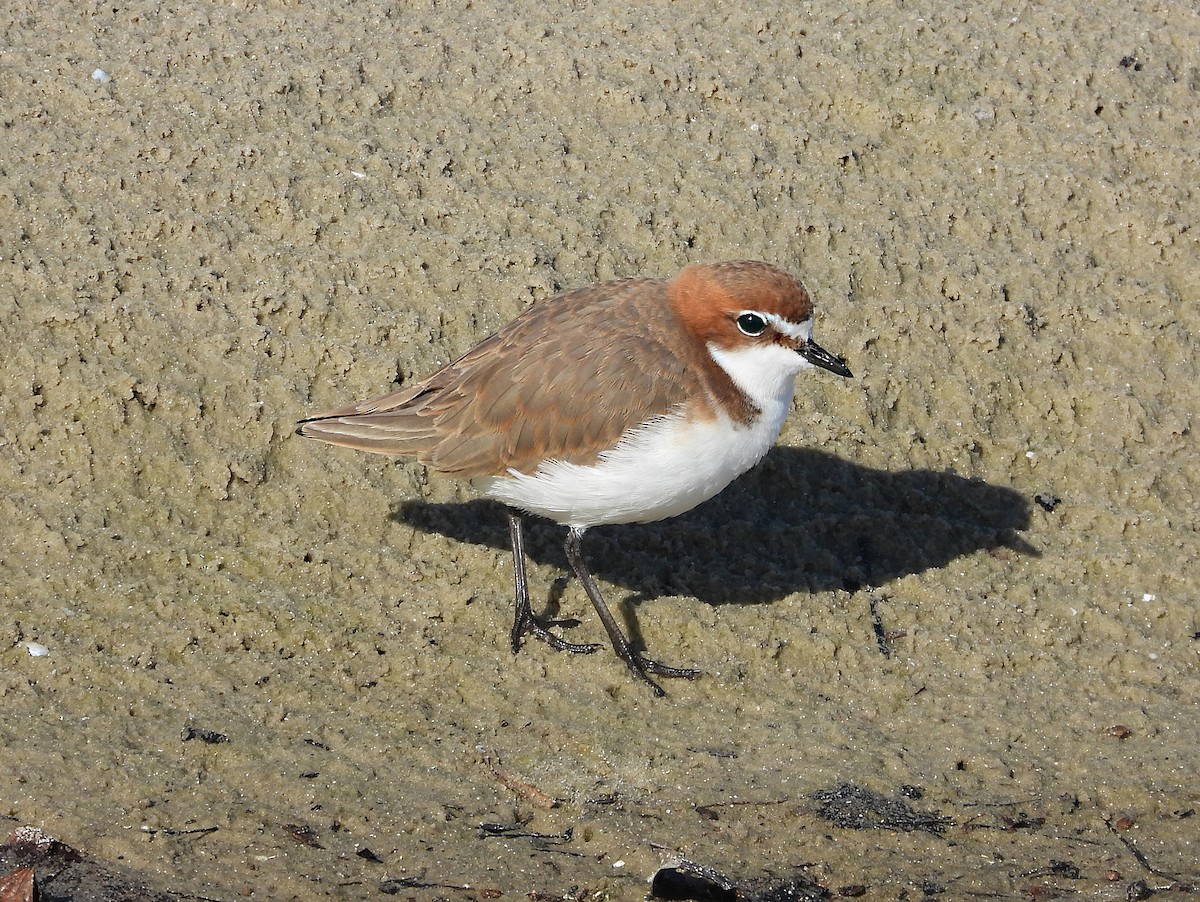 Red-capped Plover - ML638477960