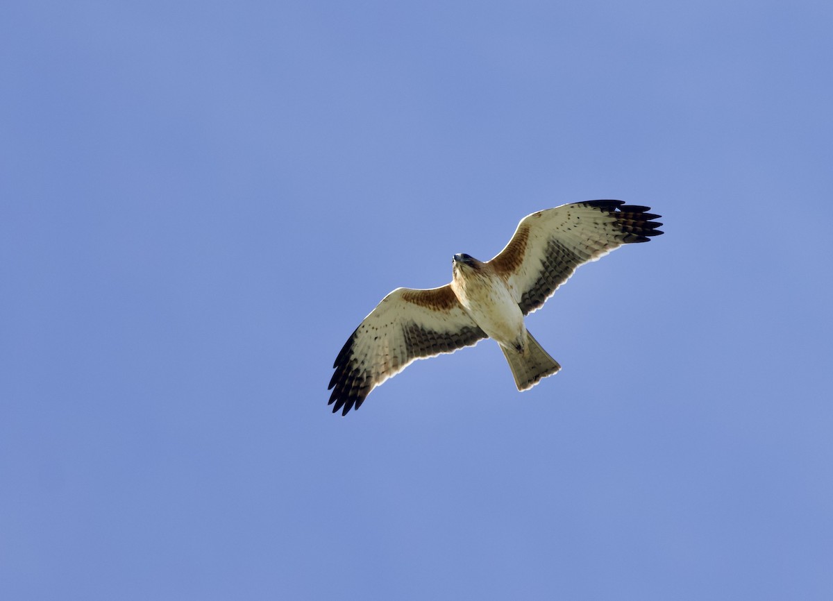 Little Eagle - ML638477975