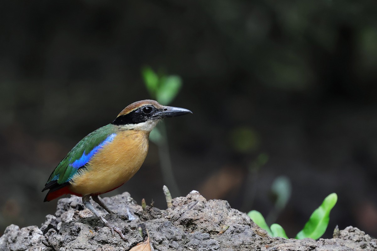 Mangrove Pitta - ML638477993
