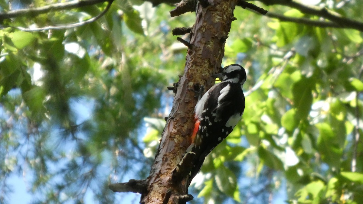 アカゲラ - ML638478000
