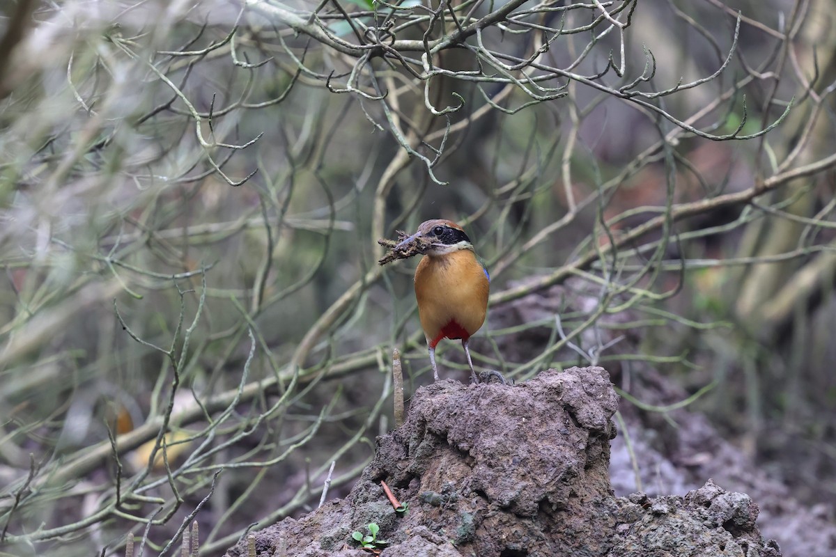 Mangrove Pitta - ML638478005