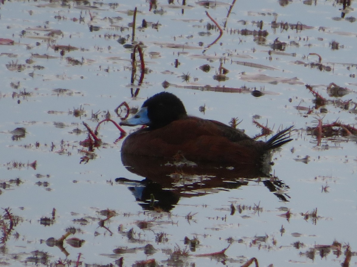 Blue-billed Duck - ML638478012