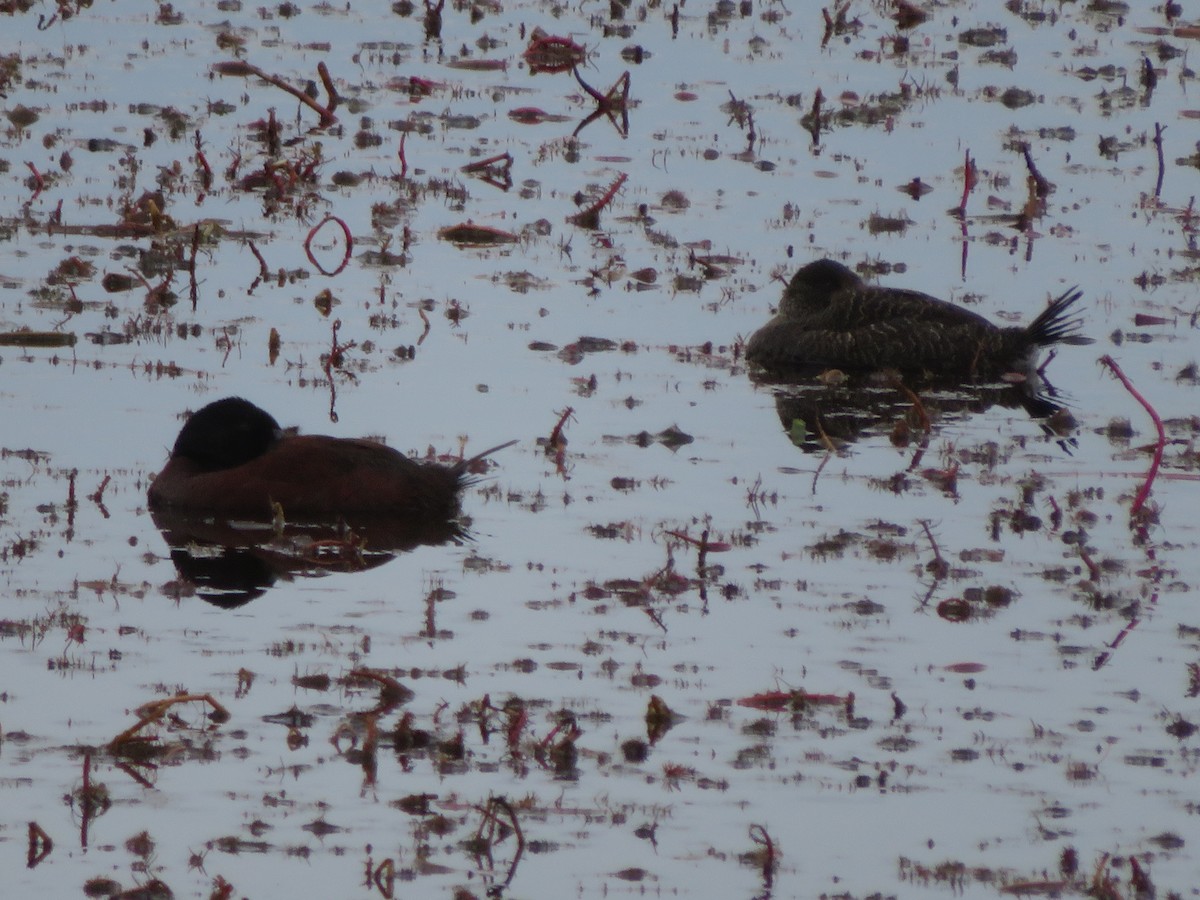 Blue-billed Duck - ML638478013