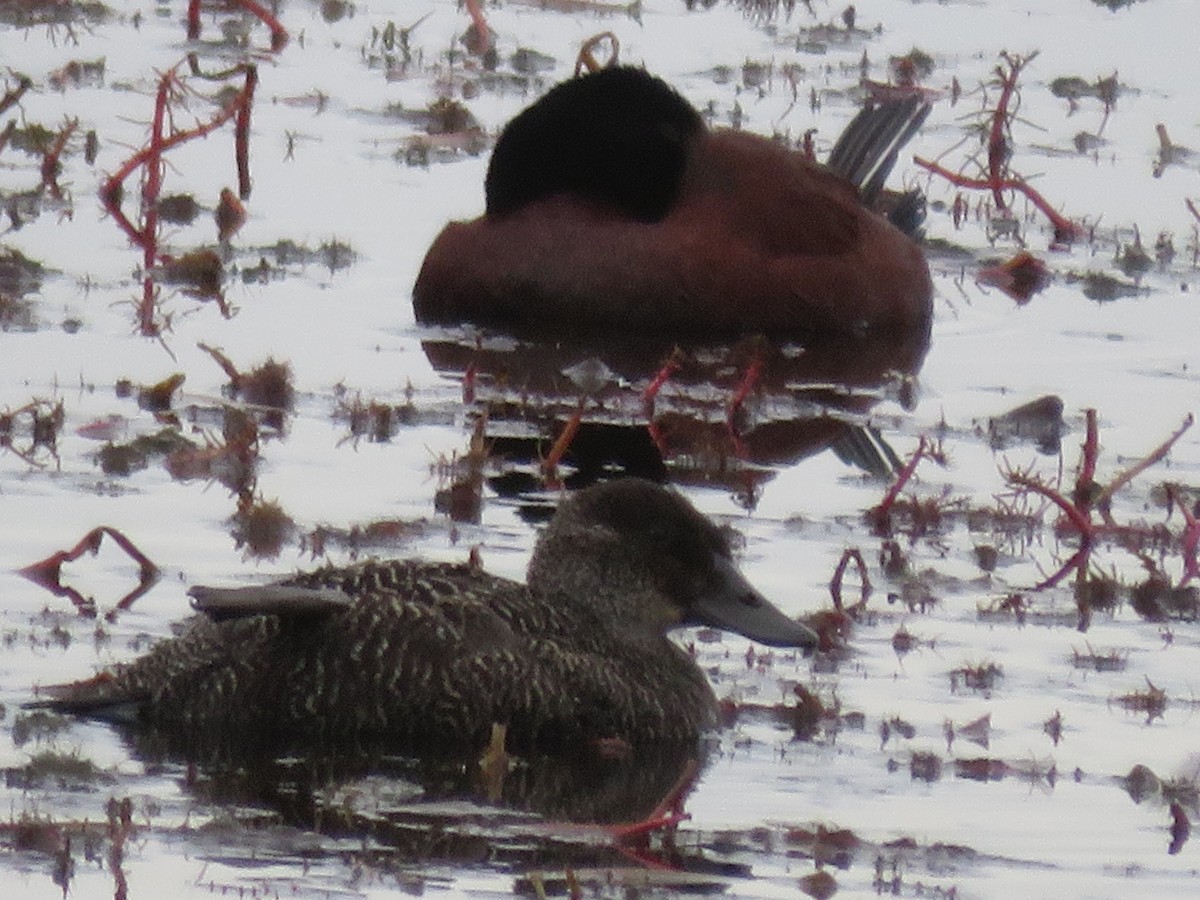 Blue-billed Duck - ML638478018