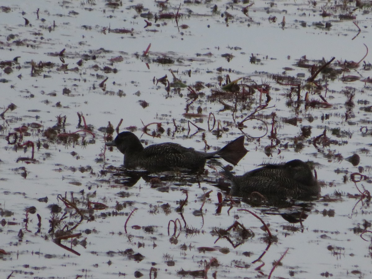 Blue-billed Duck - ML638478030