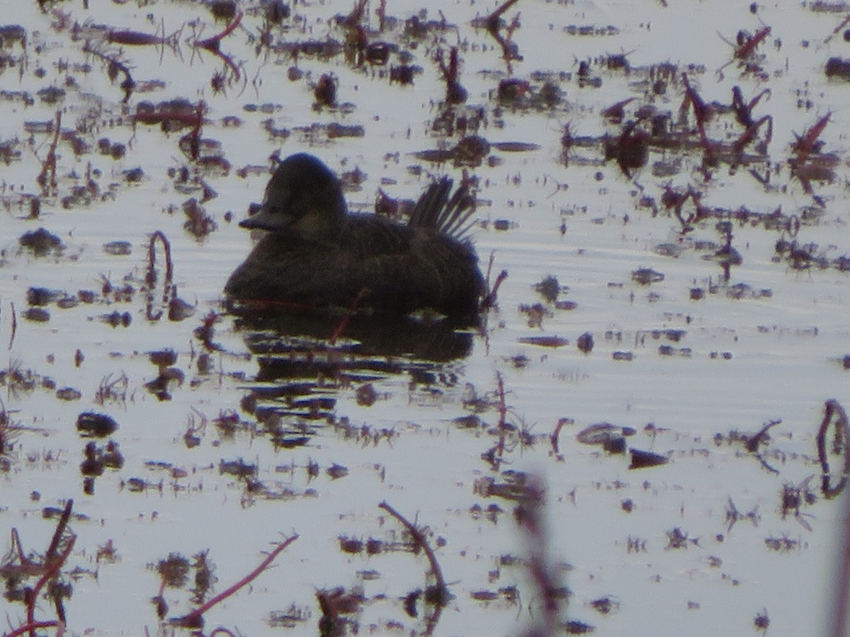 Blue-billed Duck - ML638478033