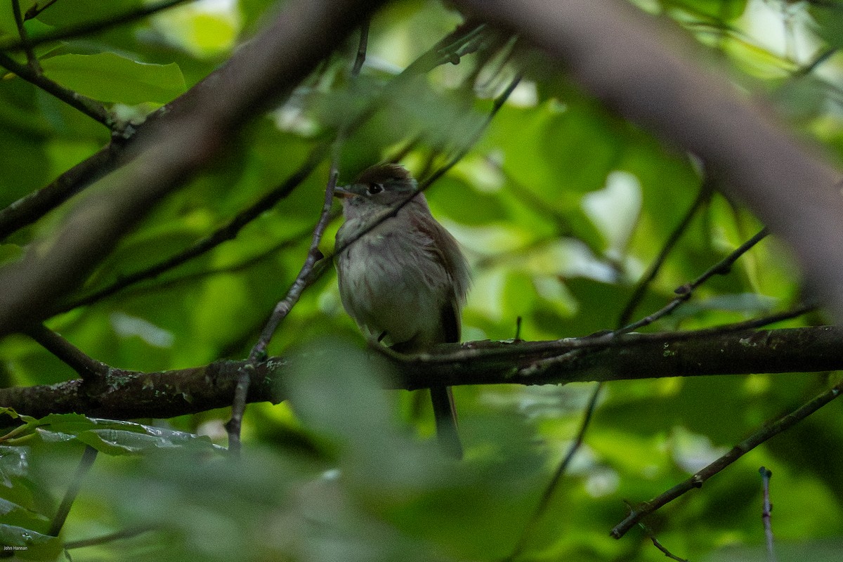 Least Flycatcher - ML638478096