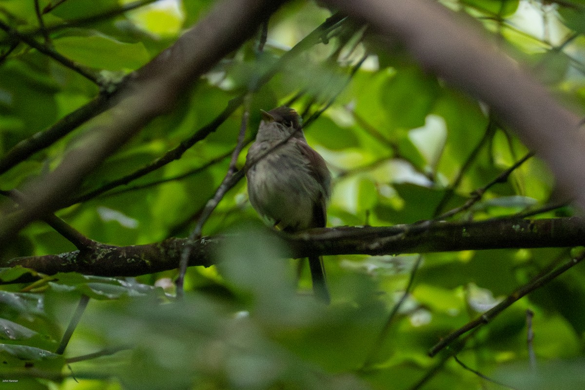 Least Flycatcher - ML638478097