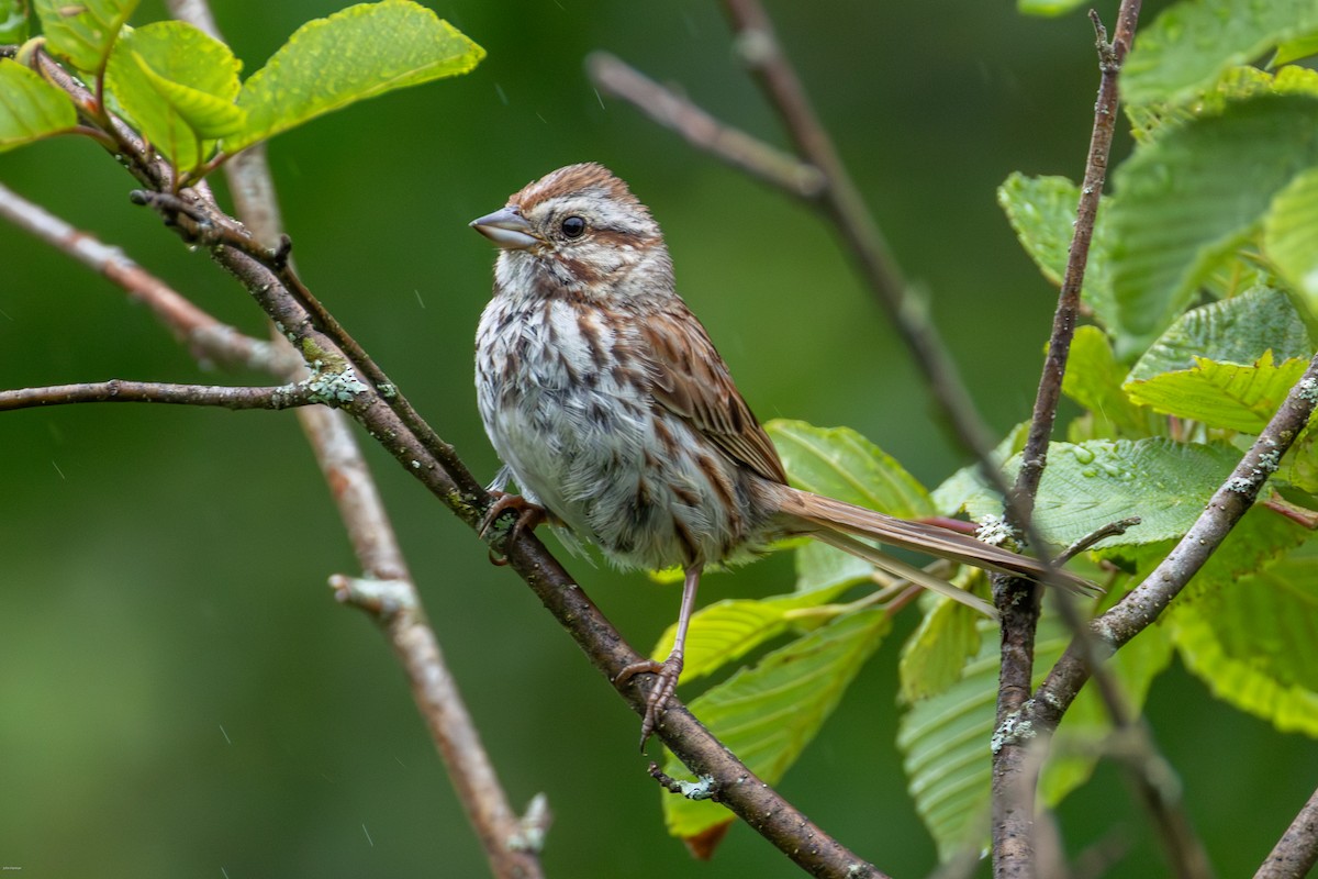 Song Sparrow - ML638478100
