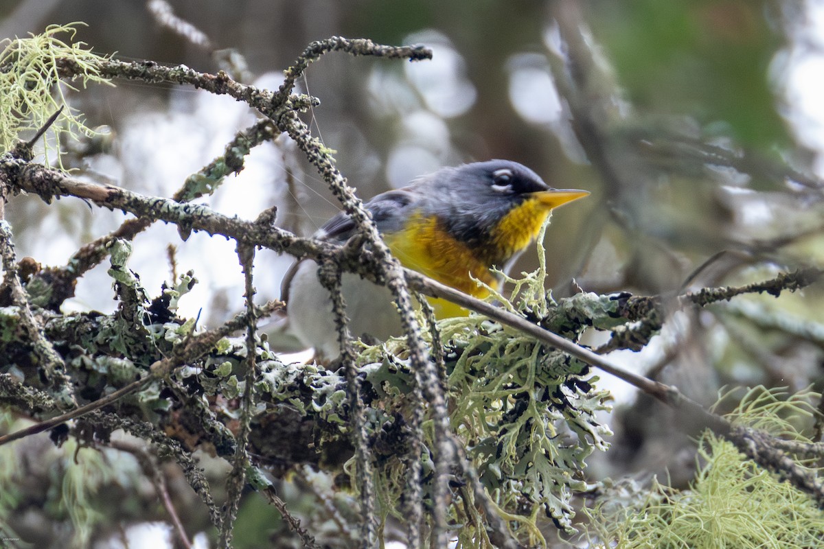 Northern Parula - ML638478102