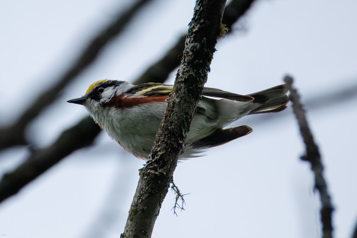 Chestnut-sided Warbler - ML638478109