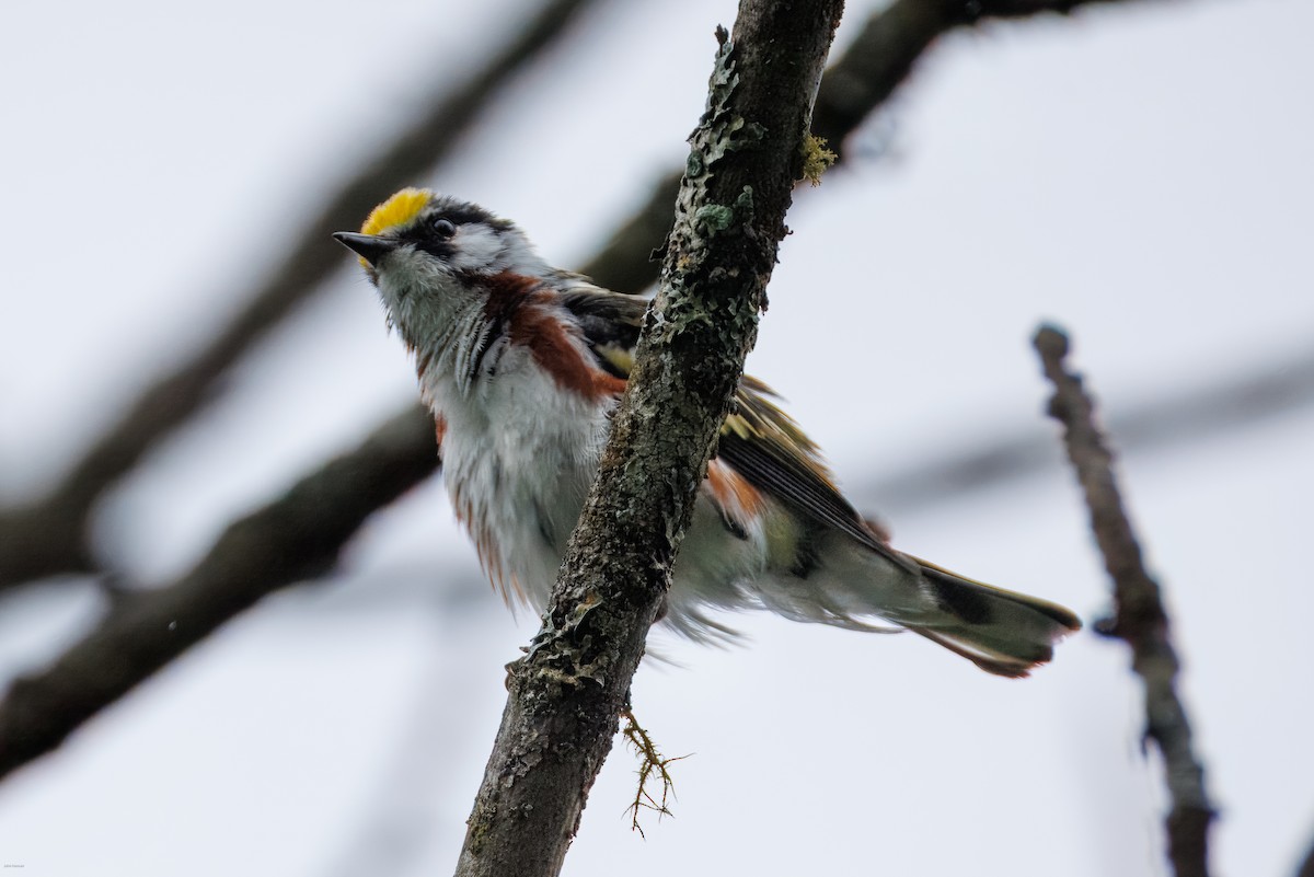 Chestnut-sided Warbler - ML638478111