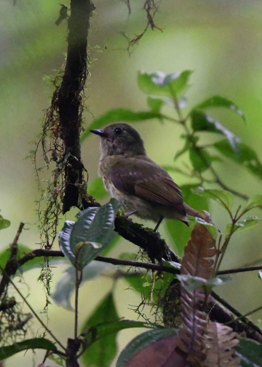 Olive-streaked Flycatcher - ML638478120
