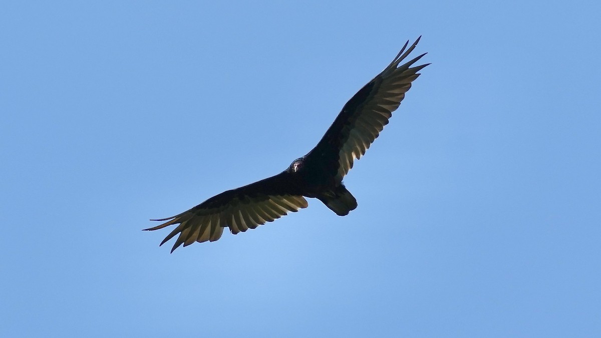 Turkey Vulture - ML638478131