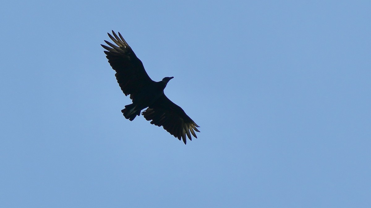 Black Vulture - ML638478133