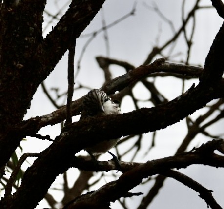 Striped Honeyeater - ML638478141