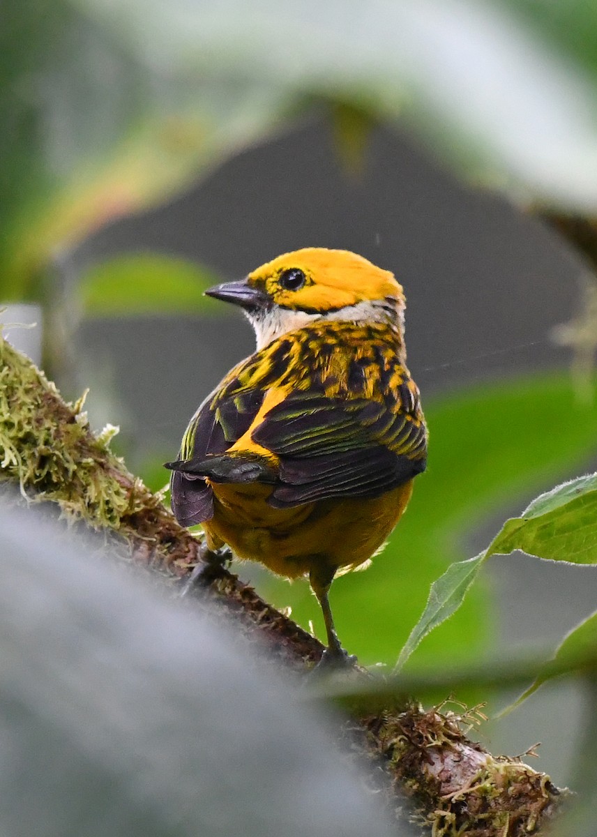 Silver-throated Tanager - ML638478146