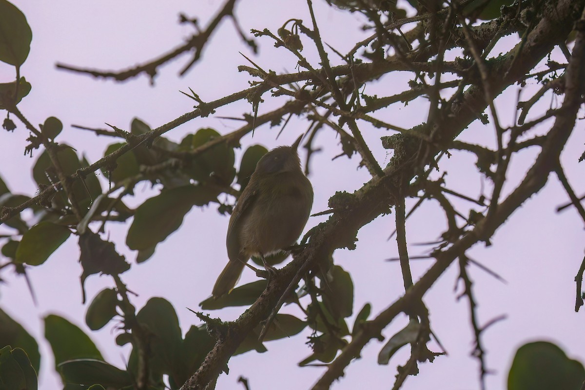 Apalis à gorge jaune - ML638478160