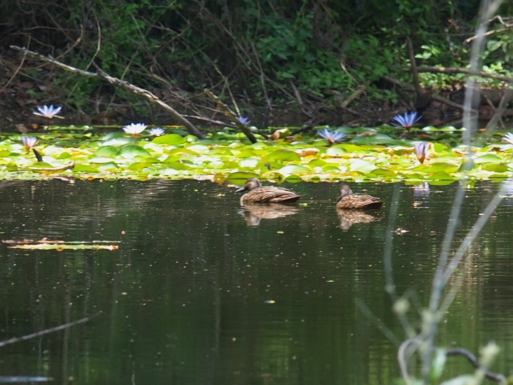 Meller's Duck - ML638478171