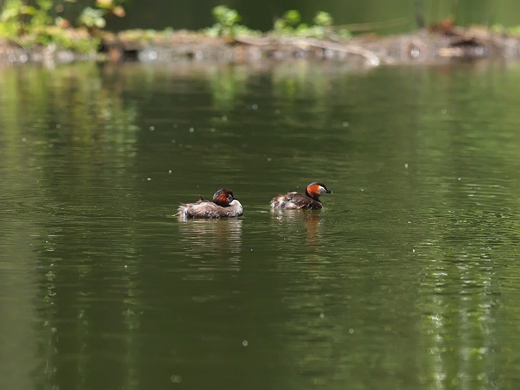 Madagascar Grebe - ML638478178