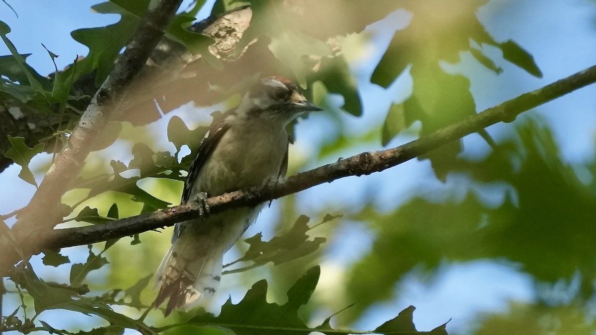 Downy Woodpecker - ML638478194