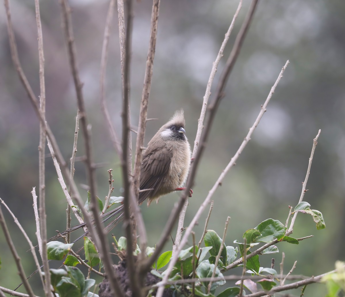 Speckled Mousebird - ML638478211