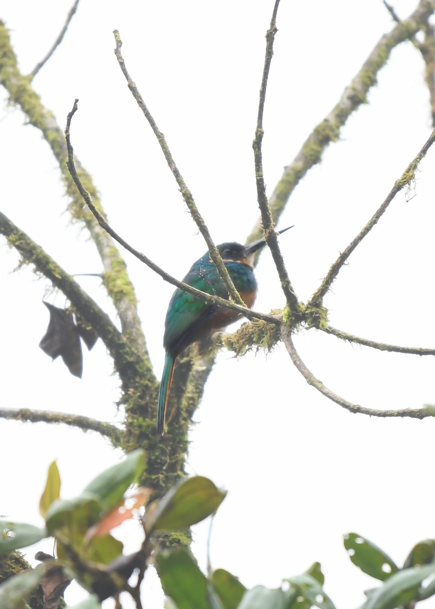 Rufous-tailed Jacamar - ML638478239