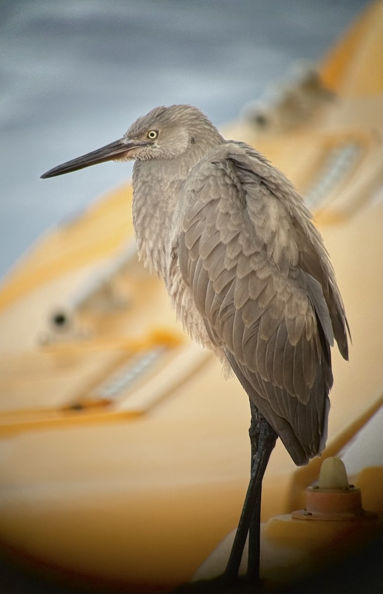 Reddish Egret - ML638478251