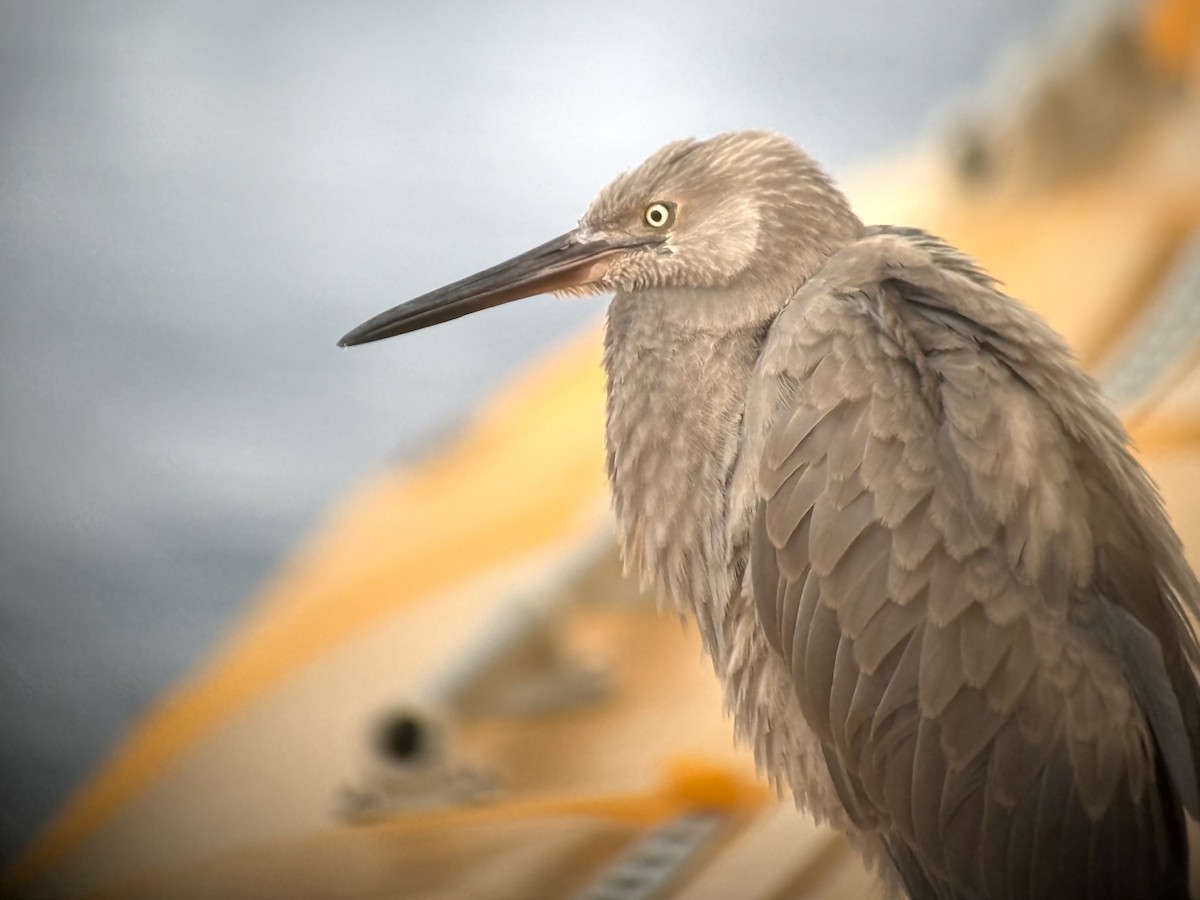 Reddish Egret - ML638478252