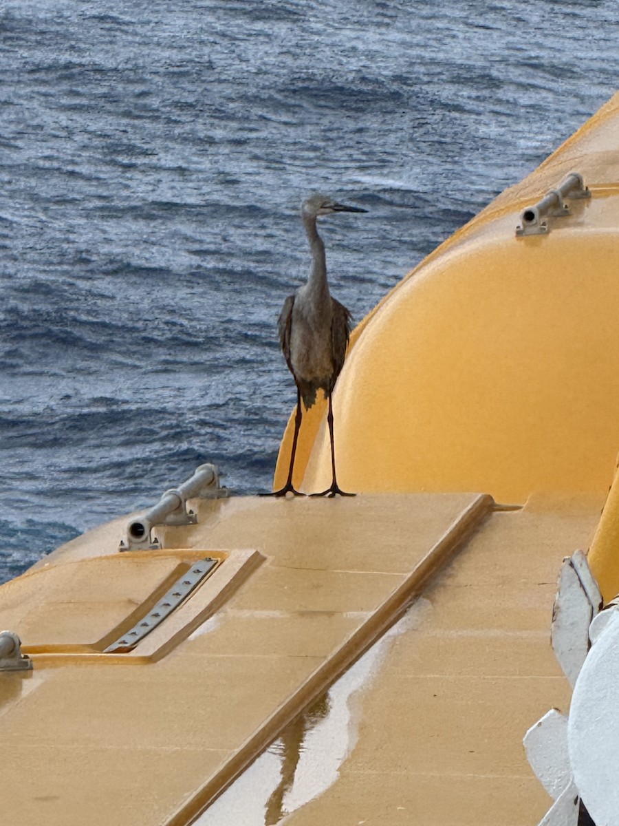 Reddish Egret - ML638478253