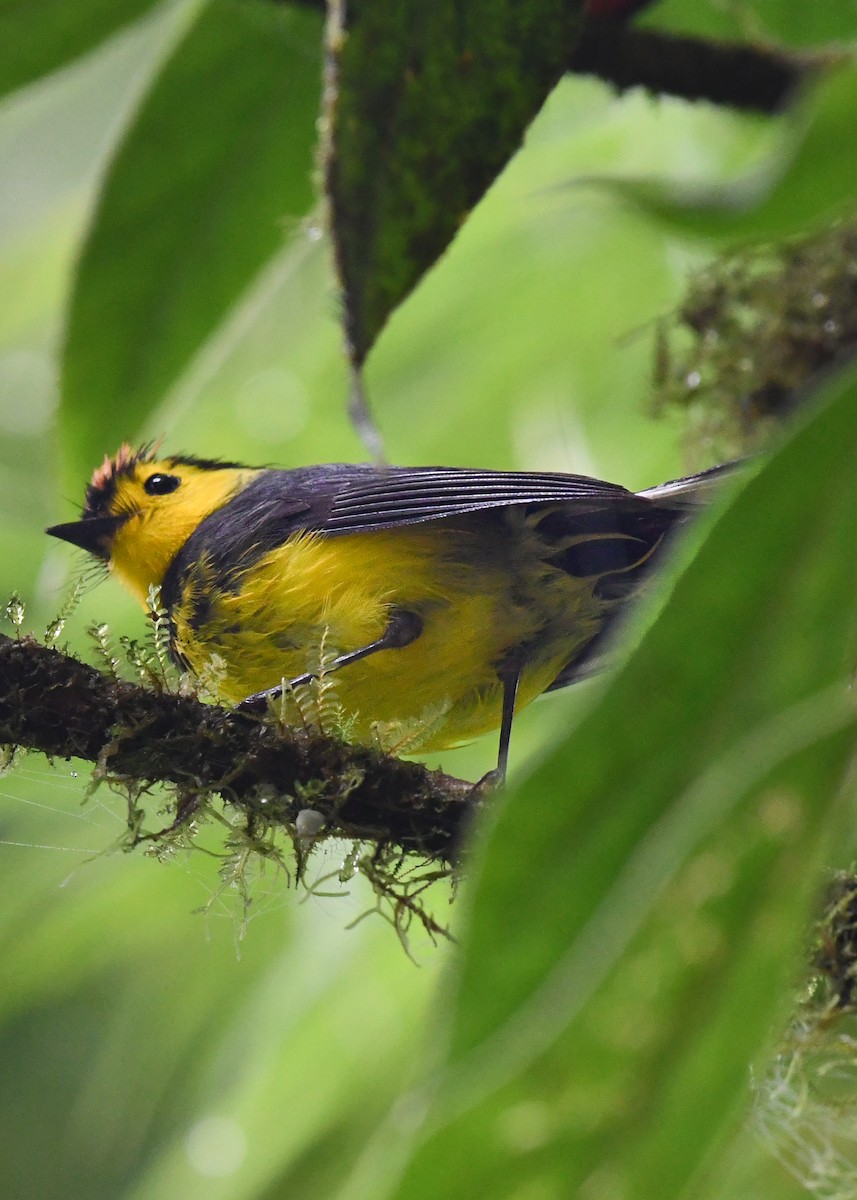 Collared Redstart - ML638478259