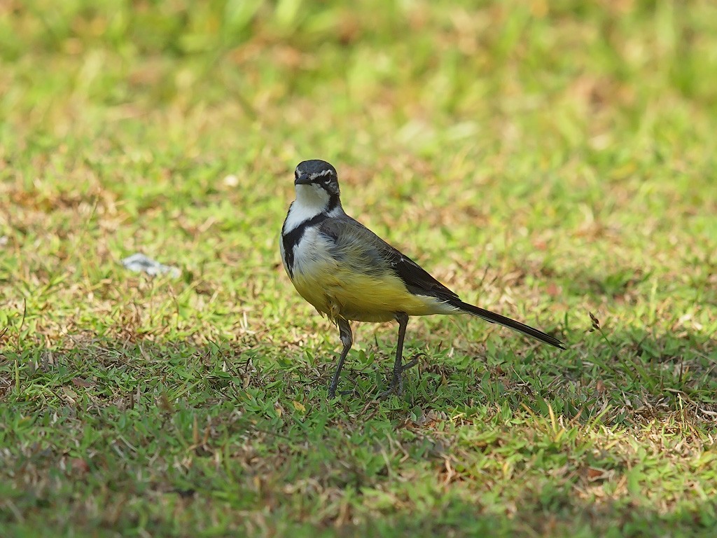 マダガスカルセキレイ - ML638478262
