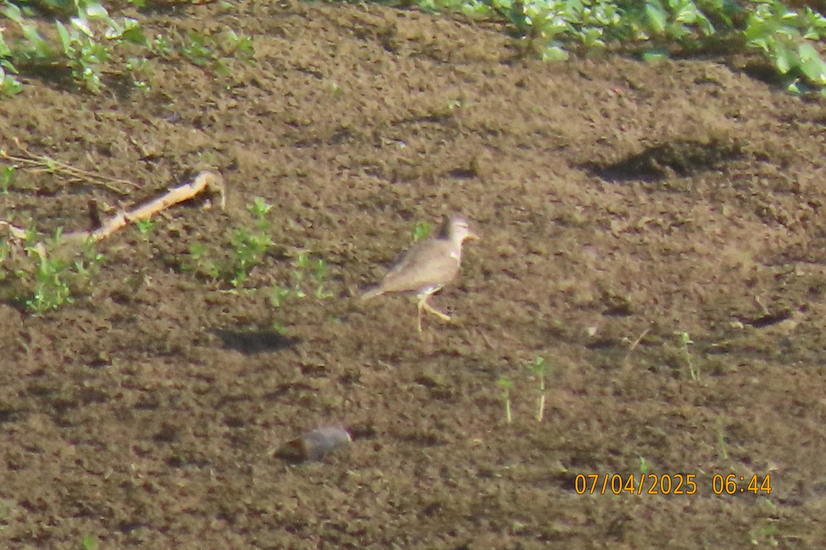 Spotted Sandpiper - ML638478298