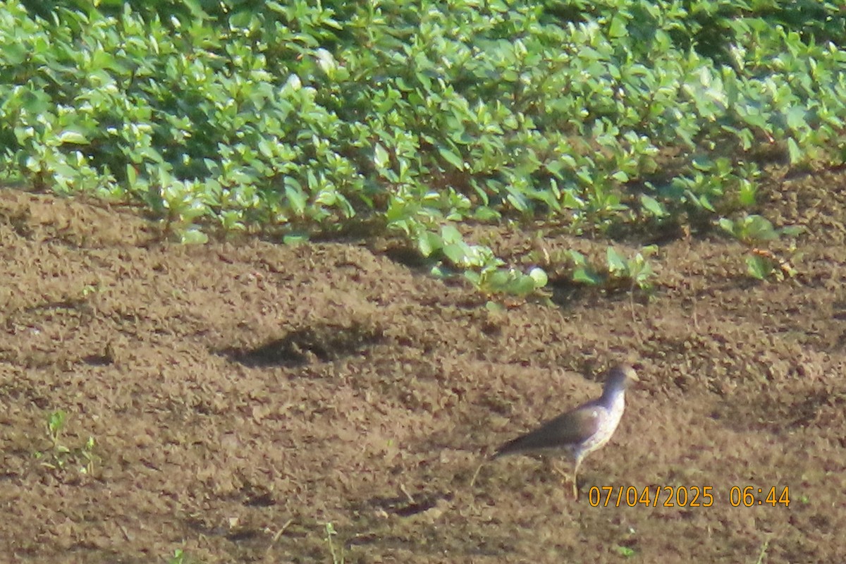 Spotted Sandpiper - ML638478299