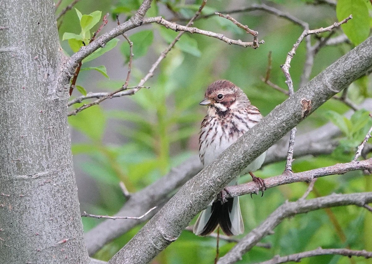 Reed Bunting - ML638478310