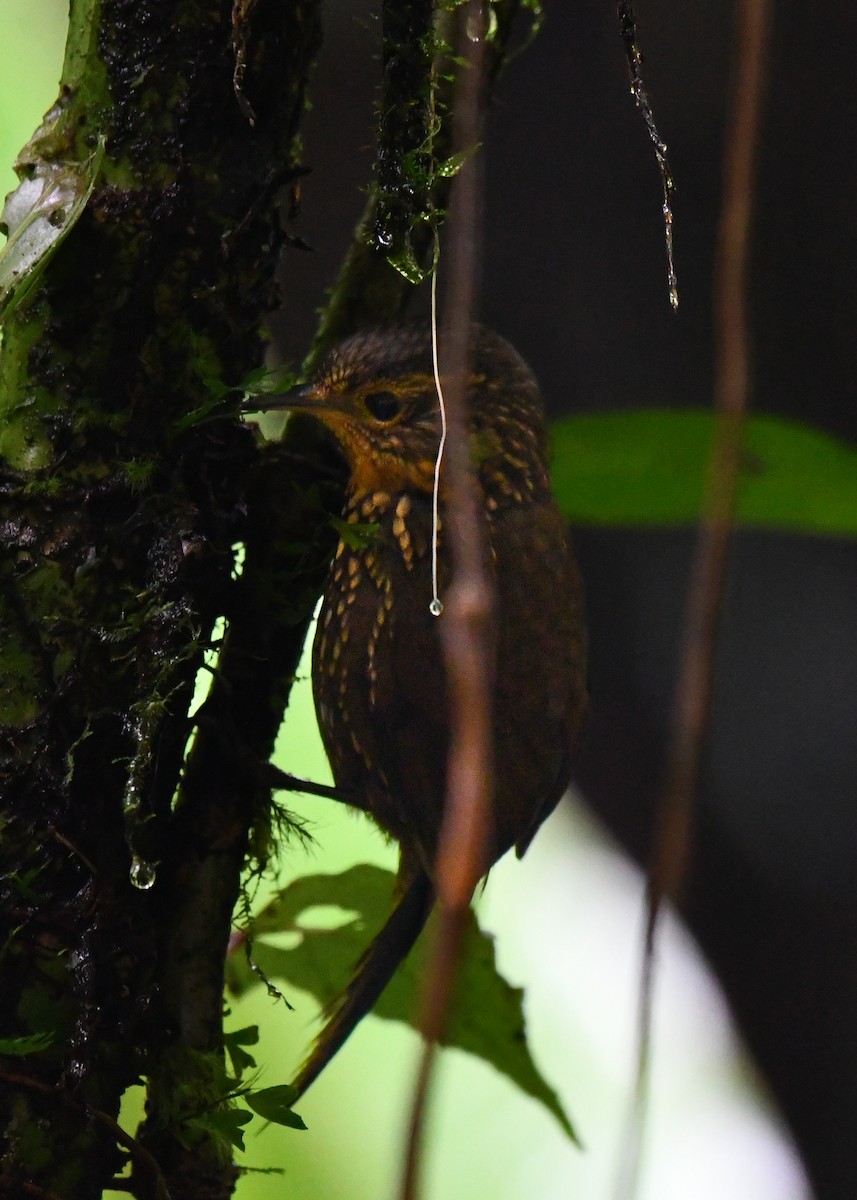 Spotted Barbtail - ML638478312