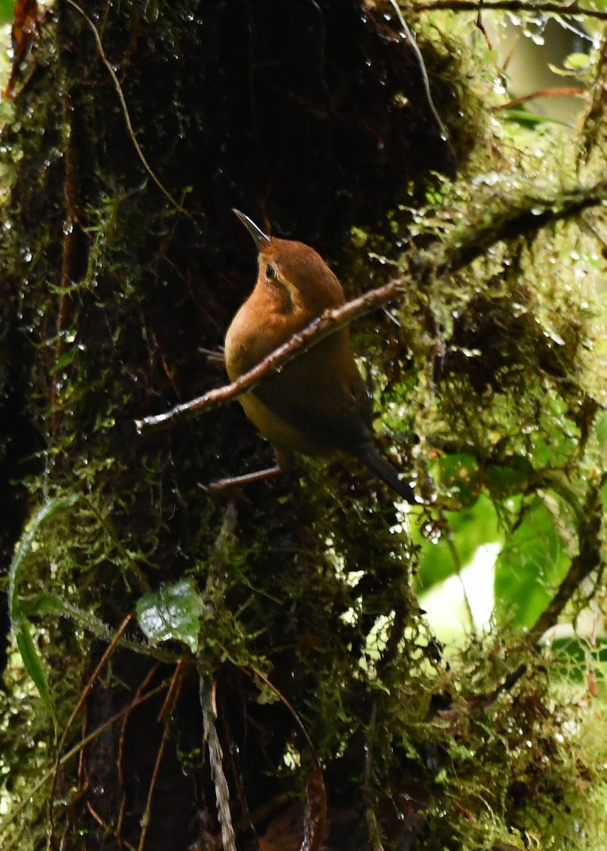 Ochraceous Wren - ML638478375