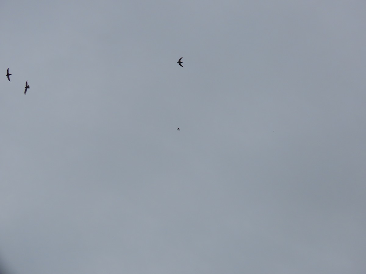 Little Swift - ML638478387
