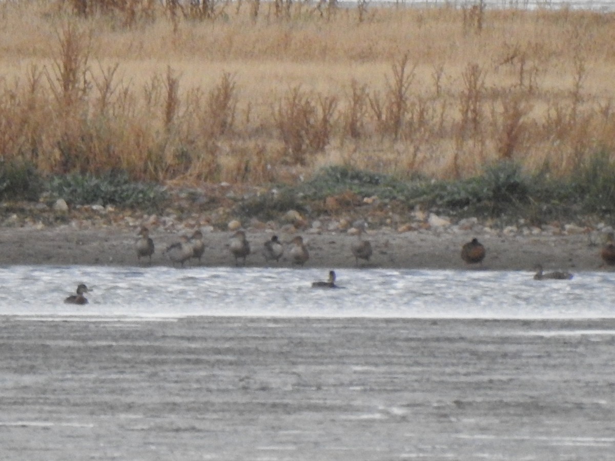 Northern Pintail - ML638478411