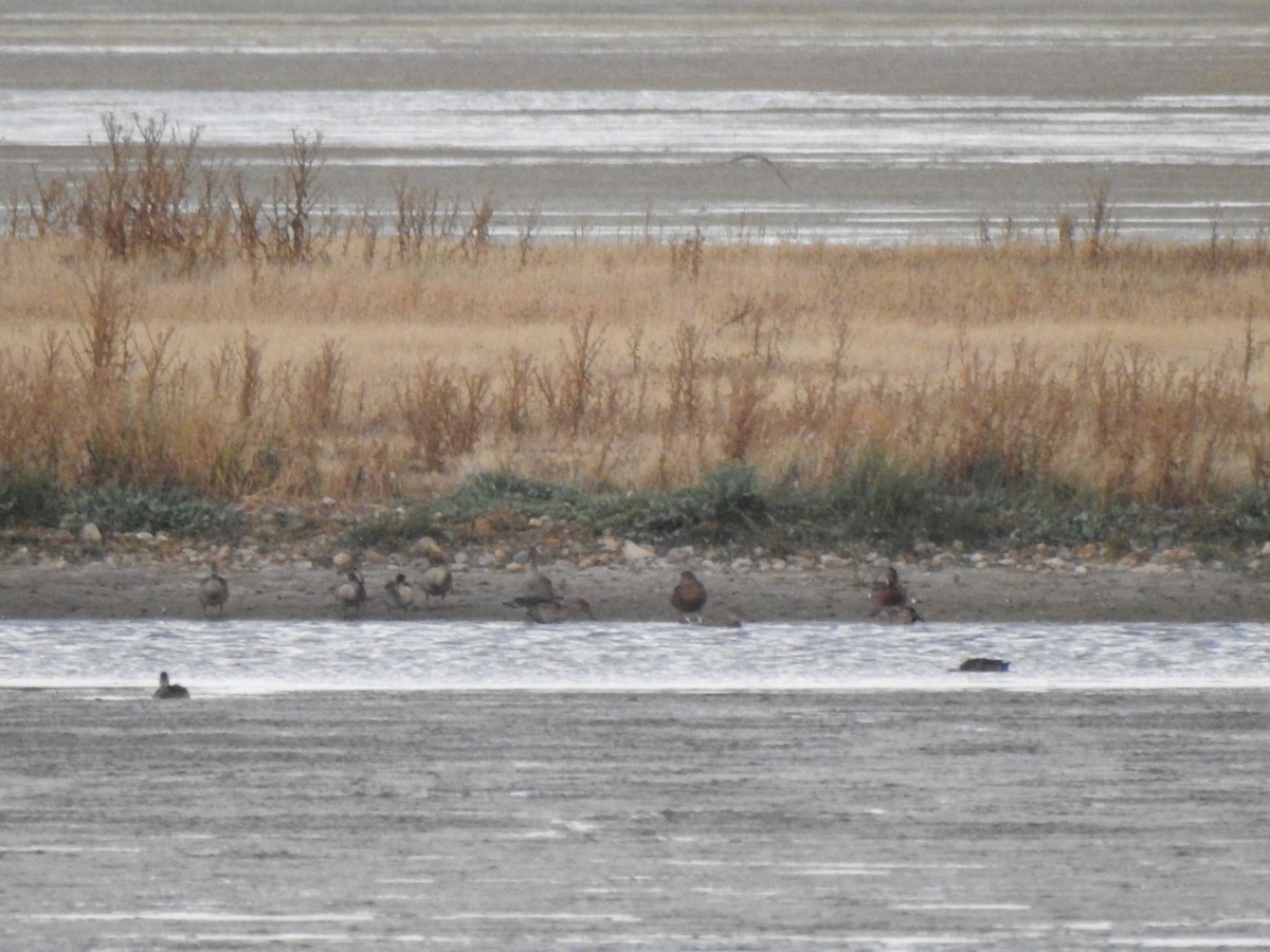 Northern Pintail - ML638478416