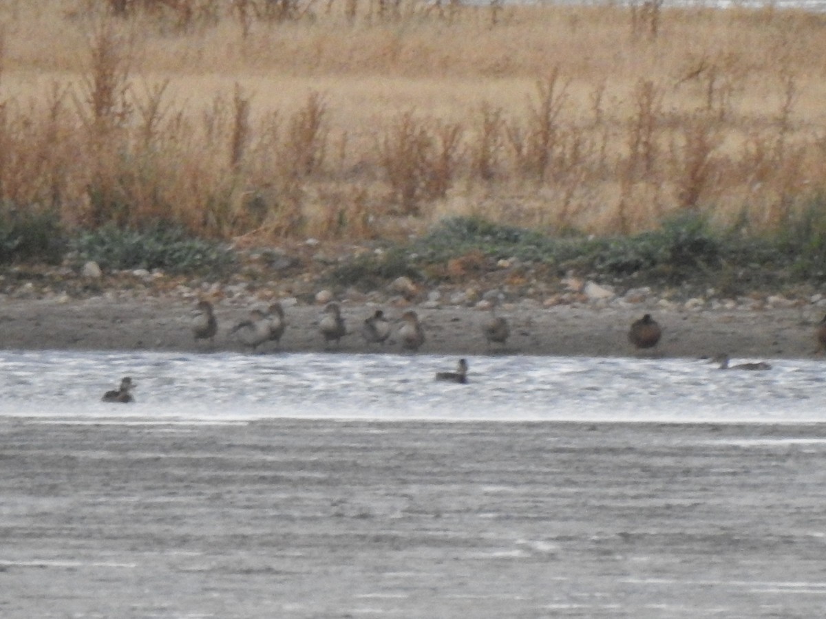 Northern Pintail - ML638478420