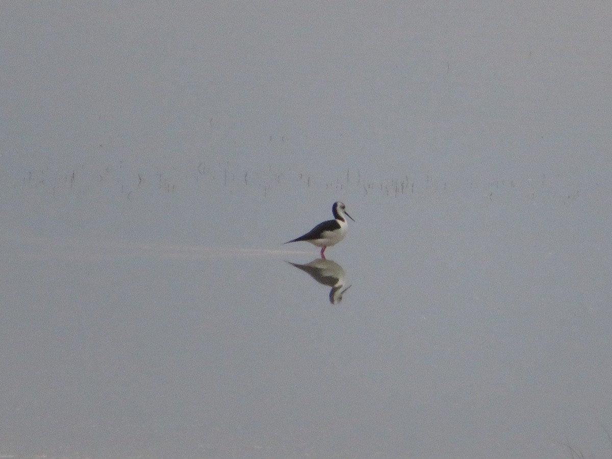 Pied Stilt - ML638478426
