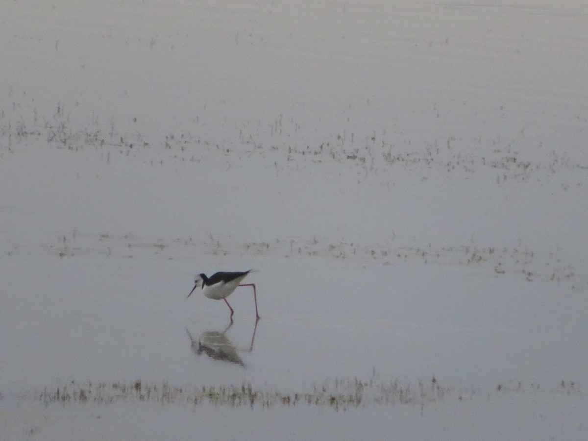 Pied Stilt - ML638478429