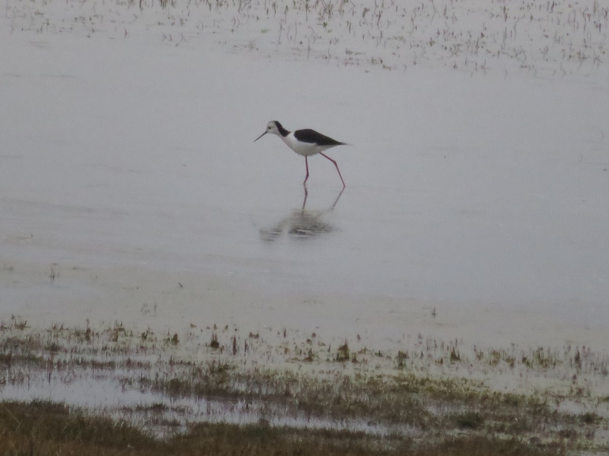 Pied Stilt - ML638478431