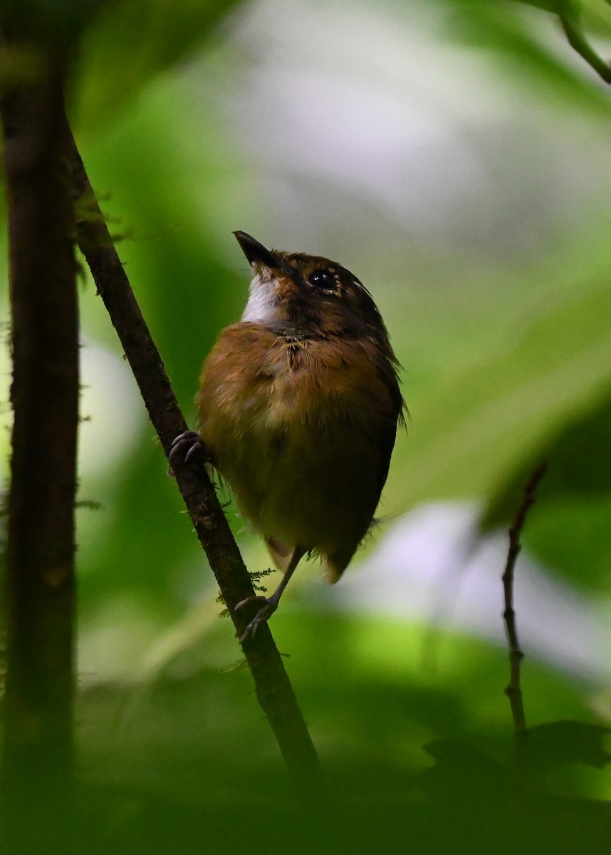 White-throated Spadebill - ML638478434