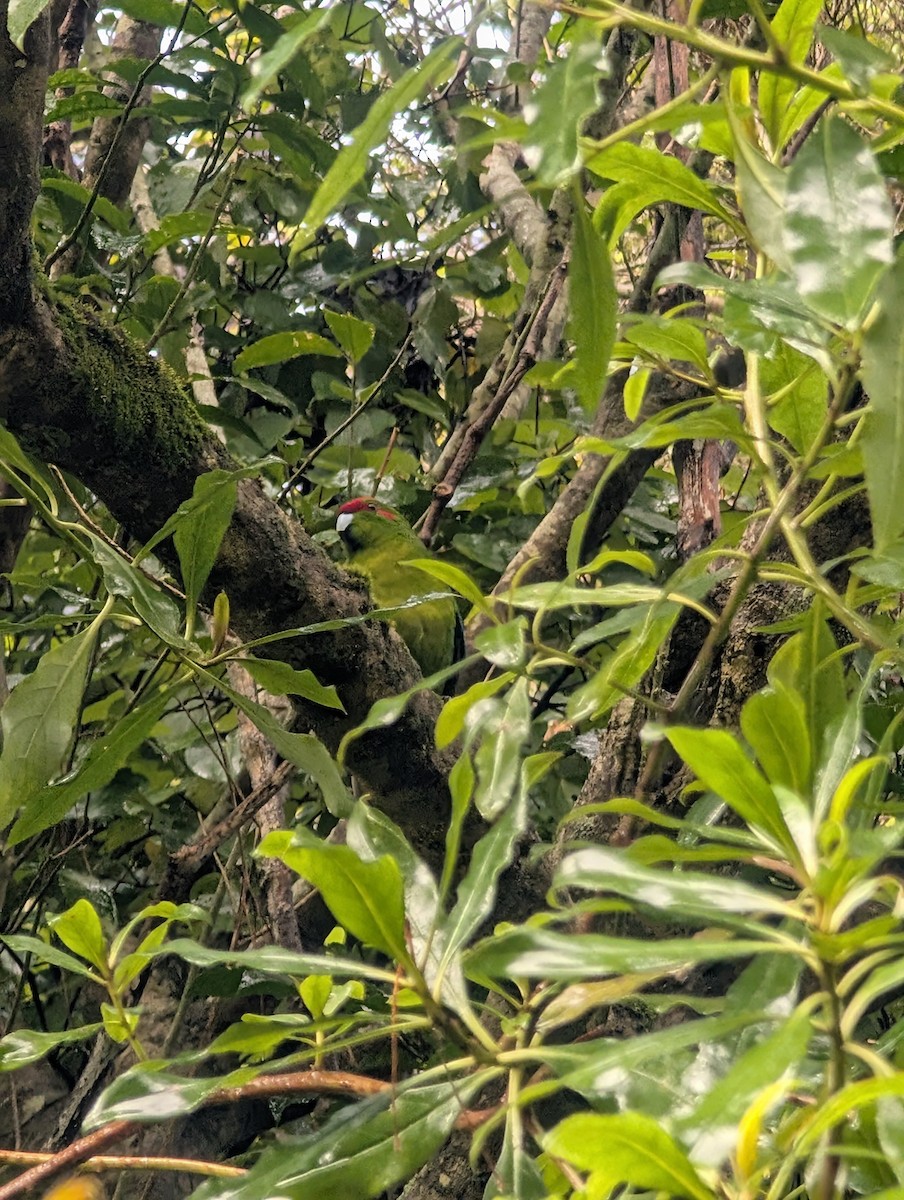 Red-crowned Parakeet - ML638478458