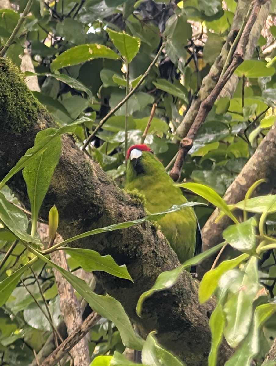 Red-crowned Parakeet - ML638478463