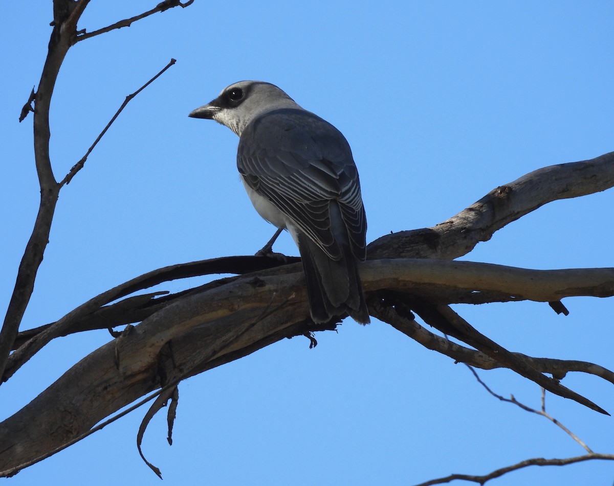 White-bellied Cuckooshrike - ML638478482