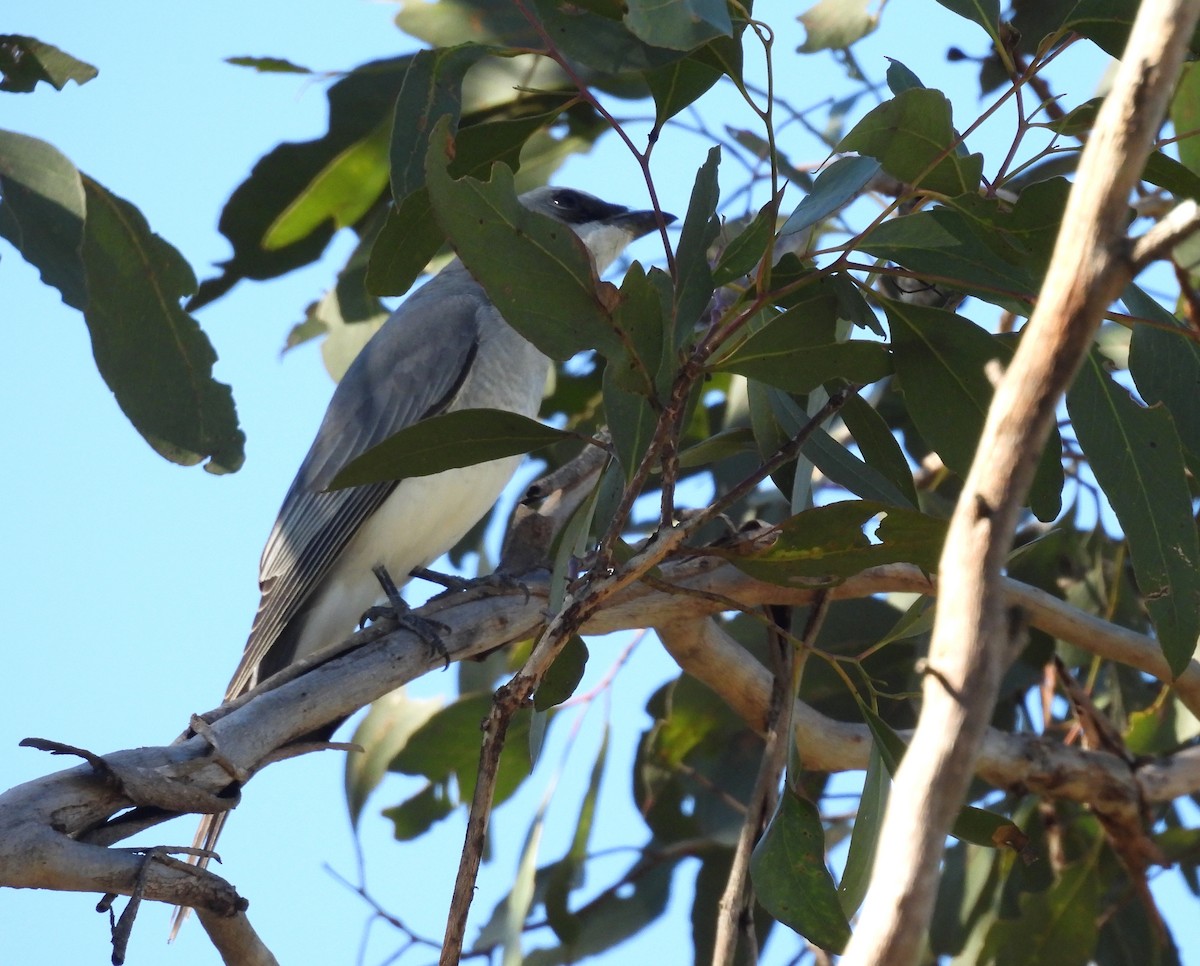 White-bellied Cuckooshrike - ML638478485
