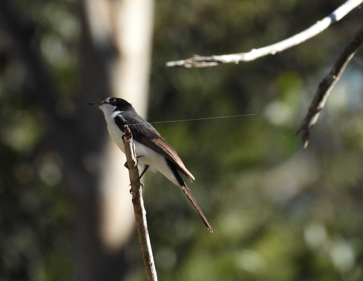 Restless Flycatcher - ML638478495